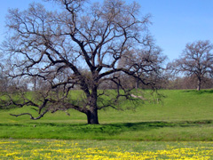A large oak tree among spring grasses