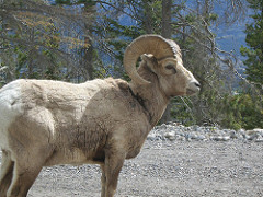 A large bighorn sheep (BLM Photo)