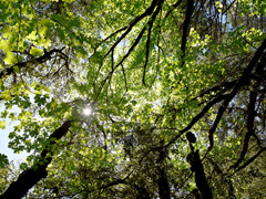 The suns shires overhead through leaves (Photo by Eric Coulter, BLM)