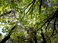 The suns shires overhead through leaves (Photo by Eric Coulter, BLM)