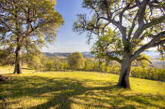 Hilly expanse of oak woodlands, grasslands, and chaparral.  Photo by Bob Wick, BLM.