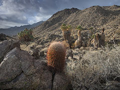 Cactus and palm trees dot the rocky desert landscape of the Santa Rosa and San Jacinto Mountains National Monument.  Photo by Bob Wick, BLM.