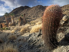 Cactus and other vegetation in a high desert area.  Photo by Bob Wick, BLM.