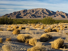 Small dunes formed by north winds pushing sands off the Cadiz Dry Lake have a beautiful spring display of unique dune plants. Photo by Bob Wick, BLM. 