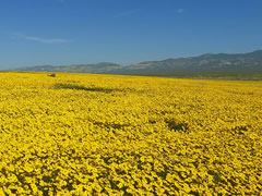 A large field covered with wildlflowers.  Photo by Johna Hurl, BLM.