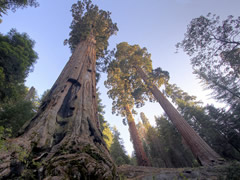 Giant sequoia trees in the Case Mountain Area of Critical Environmental Concern.  Photo by Bob Wick, BLM.
