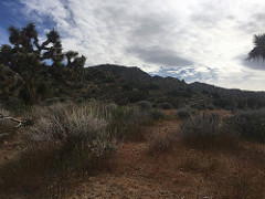 A view of a desert area with joshua trees, shrubs, and a dry, rocky terrain.  Photo by Jacob Gear, BLM.