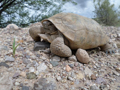 A desert tortoise walking on rocks (Laura Patterson/BLM)