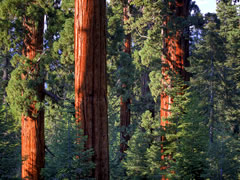Giant sequoia trees at Case Mountain.  Photo by Bob Wick, BLM.