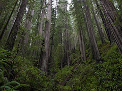 Tall trees reach to the sky from the bottom of a forest where ferns and othe vegeation carpet the ground.  Photo by Bob Wick, BLM.