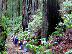 A group of people hike on a trail surrounded by ferns and other vegetation through a lush forest of tall redwood trees. Photo by Jeff Fontana, BLM.