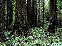 Ferns and other plants grow among the trunks of tall redwood trees. (BLM Photo)