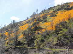 Wildflowers cover the hillside above the Merced River.  Photo by BLM.