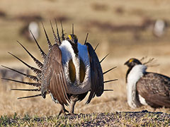 A male sage-groups performs a courtship ritual.  Photo by Bob Wick, BLM.