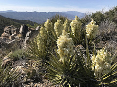 Mojave Yucca in bloom.  Photo by Ashley Adams, BLM.