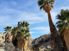 Palm trees grow near a creek.  Photo by Tracy Albrecht, BLM.