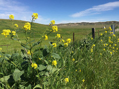 Wildflowers grow along a fenceline with grass covered hills in the background.  Photo by Serena Baker, BLM.