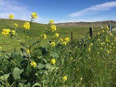 Wildflowers grow along a fenceline with grass covered hills in the background.  Photo by Serena Baker, BLM.