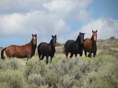 Four wild horses stand in tall bushes.  BLM Photo.