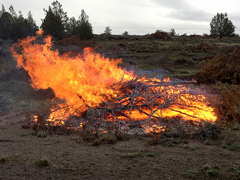 A pile of brush and branches burns (BLM Photo)