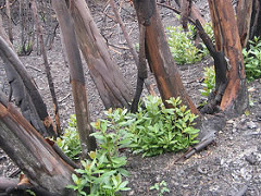 New growth at the bottom of a tree trunk burned out by a wildfire.  Photo by Cheryl Lisin, Lost Coast Interpretive Association.