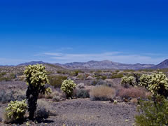 Public lands in the California Desert covered with scattered vegetation and cactus.  Photo by Lara Kobelt, BLM