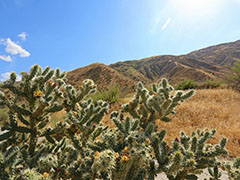 Large cactus grow in a high desert mountain area.  Photo by Natividad Chavez, BLM.