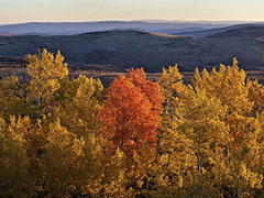 Trees display beautiful fall colors in the Wall Canyon Wilderness Study Area.  Photo by Bob Wick, BLM.