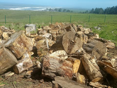 A large pile of cut wood.  Photo by Dan Wooden, BLM.