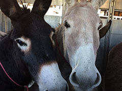 Two burros.  Photo by BLM.