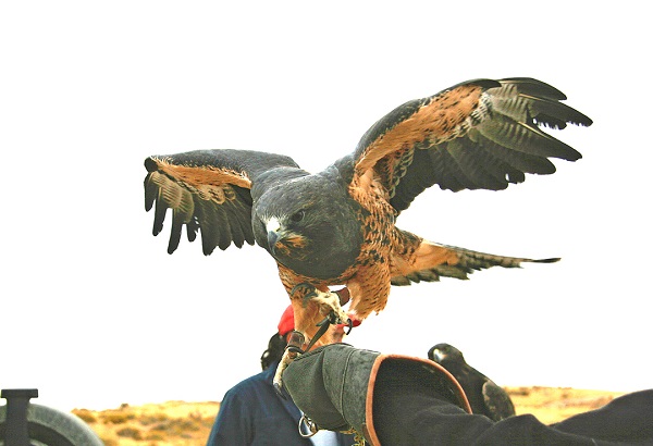 Swainson's hawk