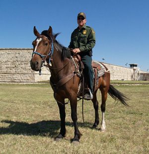 Senior Patrol Agent Roman Garcia poses with one of the mustangs adopted by the U.S. Border Patrol.