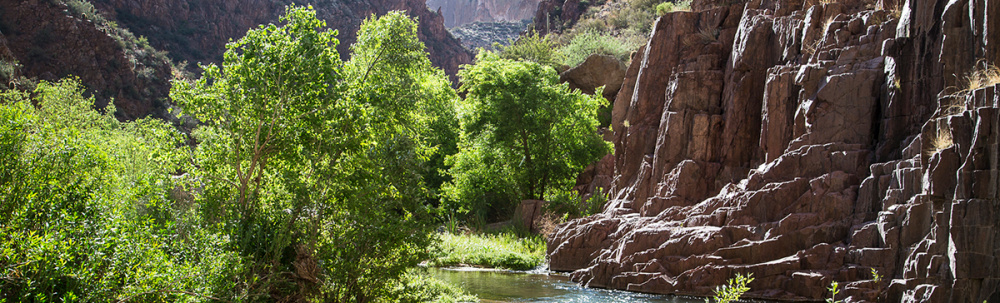 a canyon with green cottonwoods along a stream