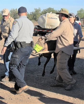 four people carry a bighorn sheep on a litter