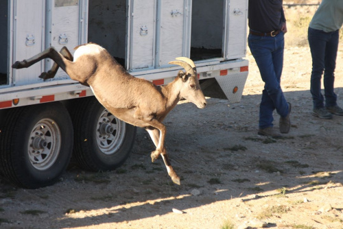 a bighorn sheep ewe leaps out of a metal trailer