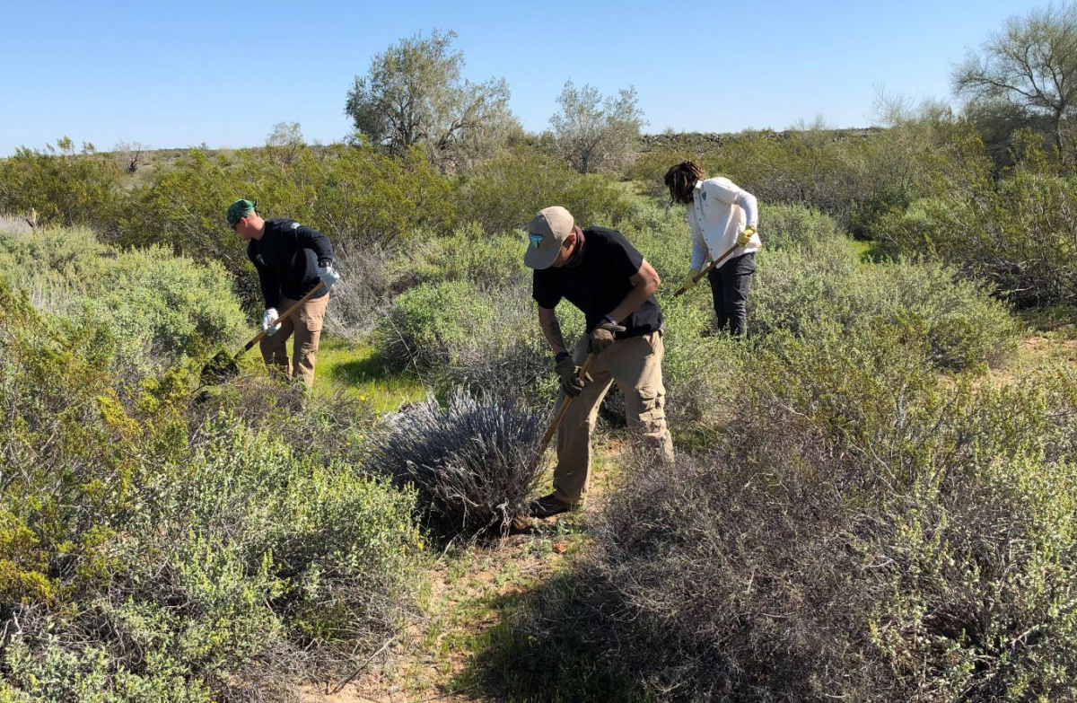 people use shovels to remove invasive plants