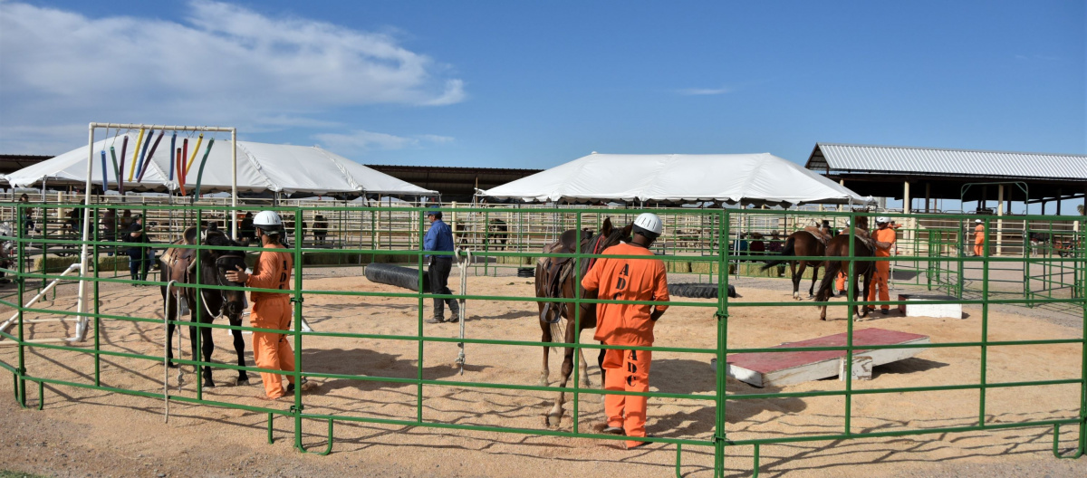 inmates in orange work with horses in a corral