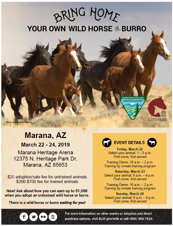 Informational Flyer Marana Arizona Wild horse and burro event
