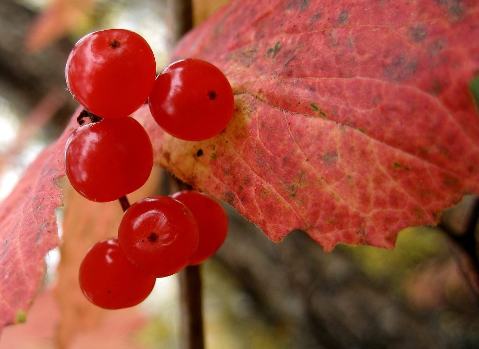 A bunch of red highbush cranberries