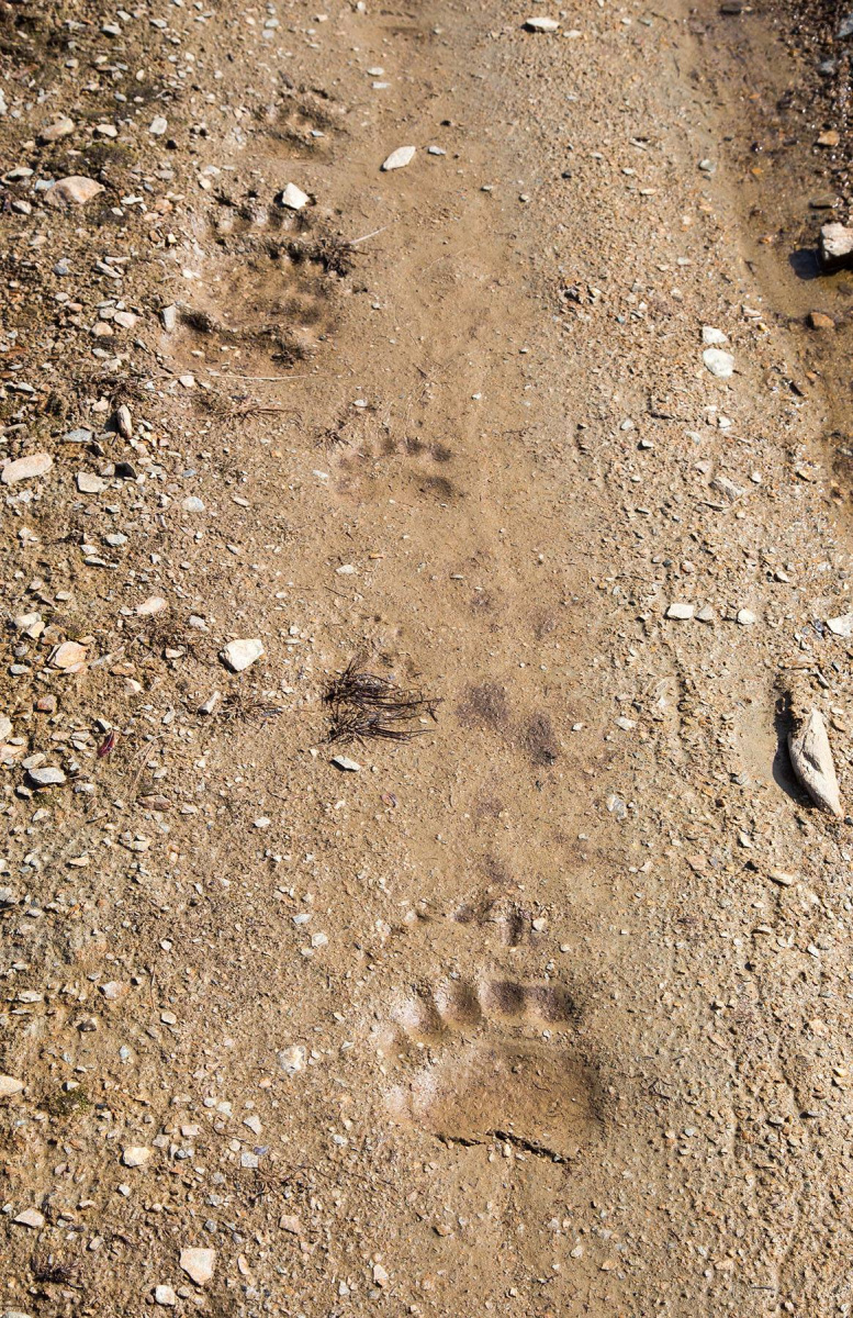 A set of bear tracks in the dirt