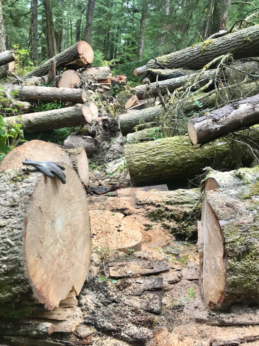 A path cut through a pile of logs in a forest