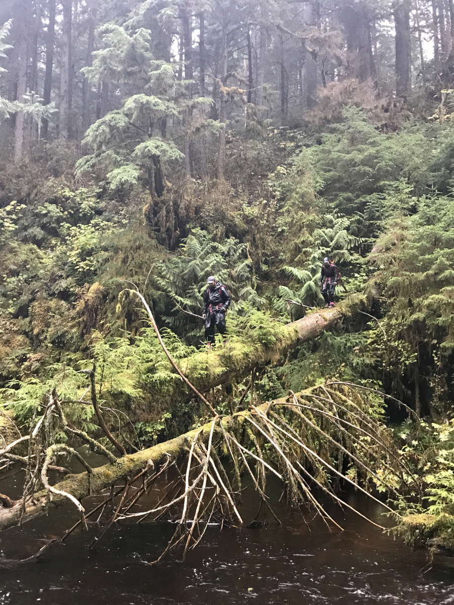 Two men walking across log in temperate rainforest