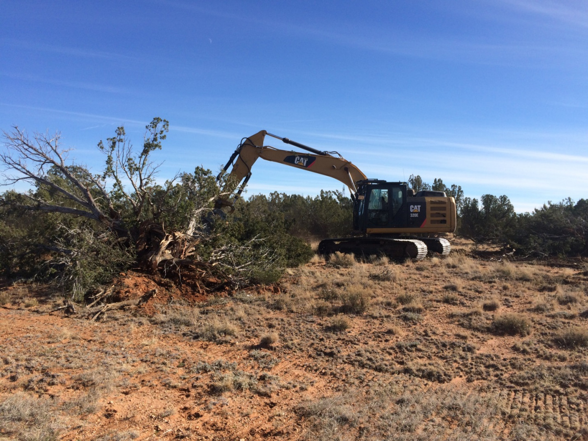 a backhoe thins juniper trees