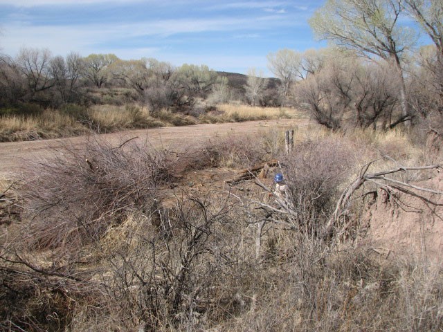 tamarisk removal