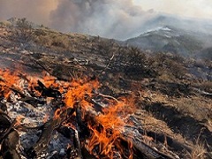 Photo of fire on the ground. BLM photo.