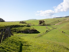 A lush green field with grazing cows next to the ocean. Photo by Jim Pickering/BLM.