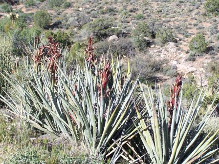 Banana Yucca photo by Kate Sorom