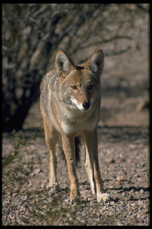 Coyote photo