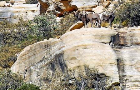 Desert Bighorn Sheep photo