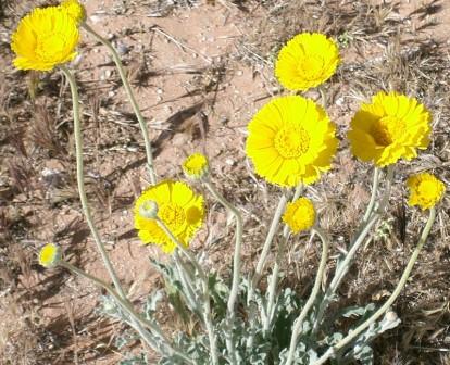 Desert Marigold photo by Susan Murphy